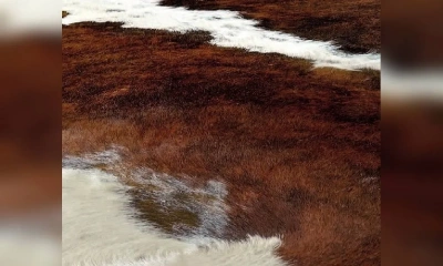 Ковер Pelle Naturale Фабрики Sitap