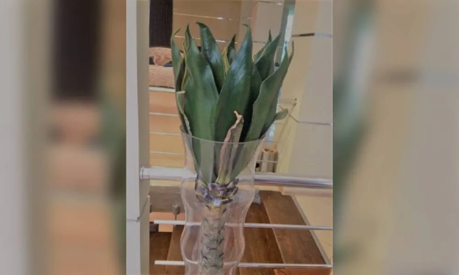 Ветка OAKOM - фото 2